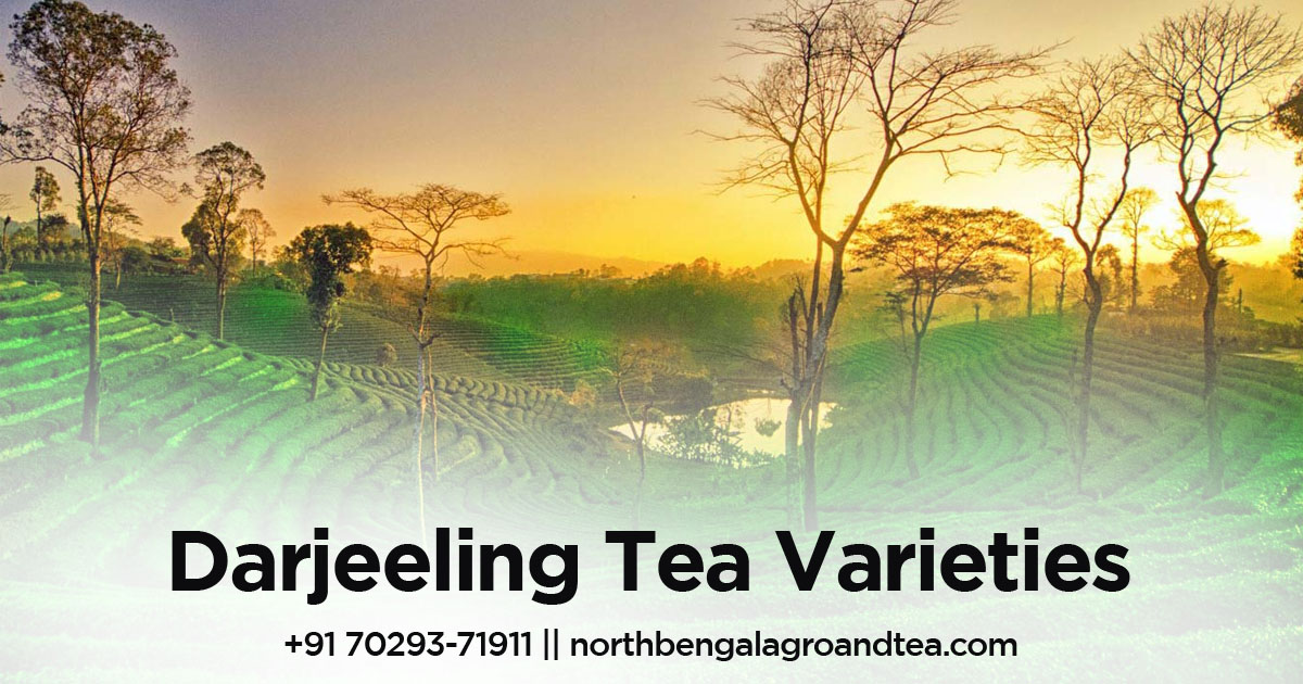 darjeeling-tea-varieties-exploring-the-different-flavors-and-characteristics