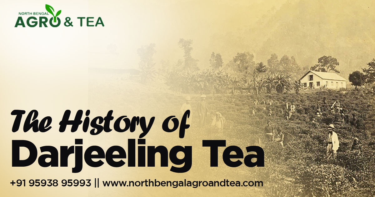 the-history-of-darjeeling-tea