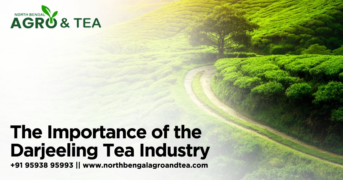 the-importance-of-the-darjeeling-tea-industry