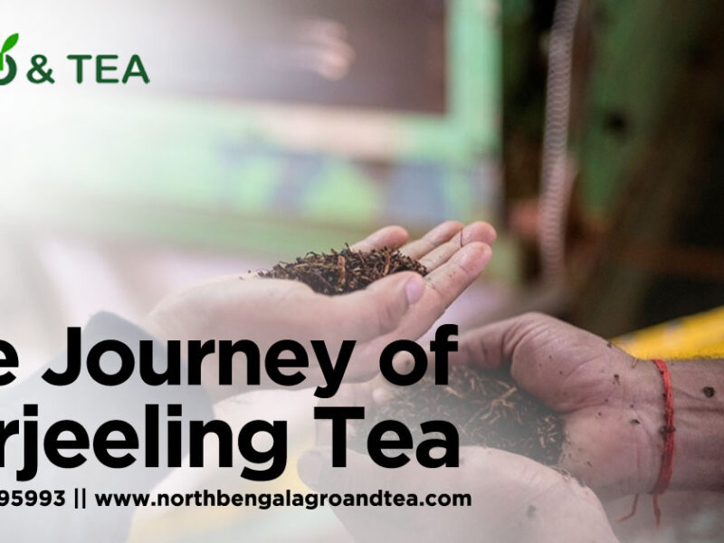 the-journey-of-darjeeling-tea