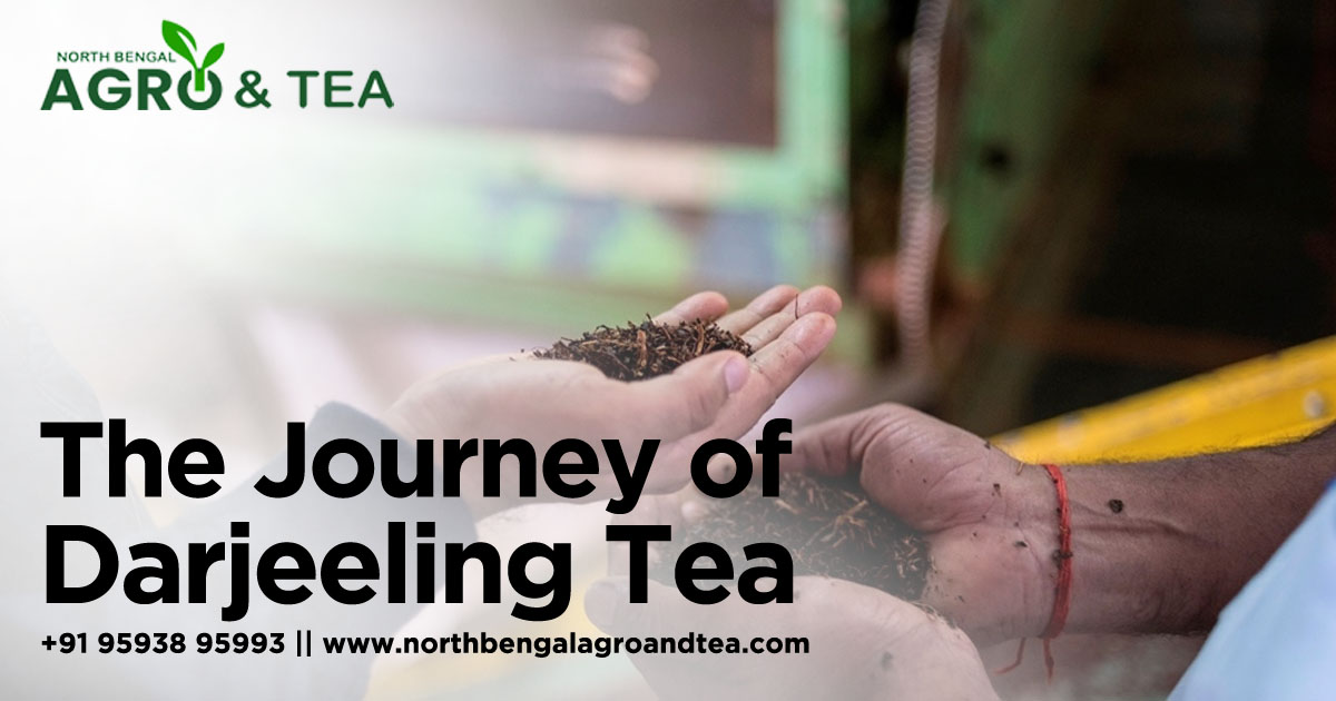 the-journey-of-darjeeling-tea