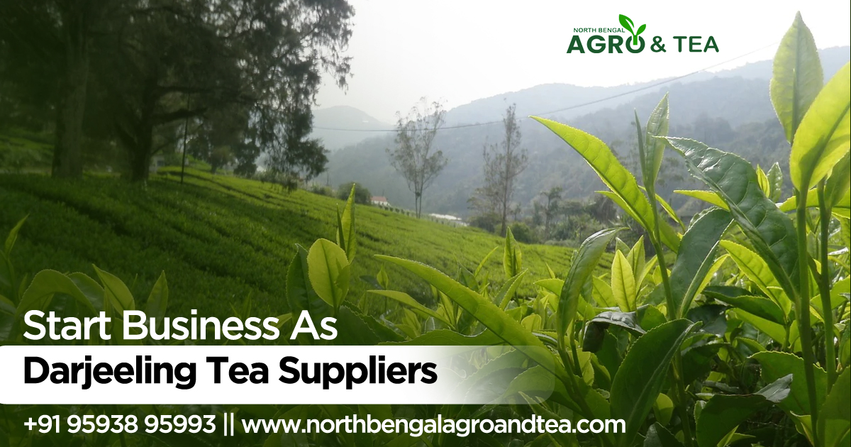 darjeeling-tea-suppliers