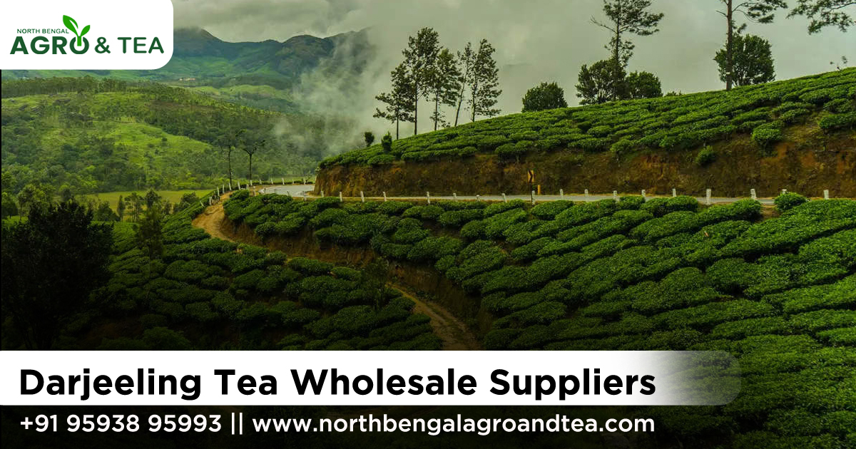 darjeeling-tea-wholesale-suppliers