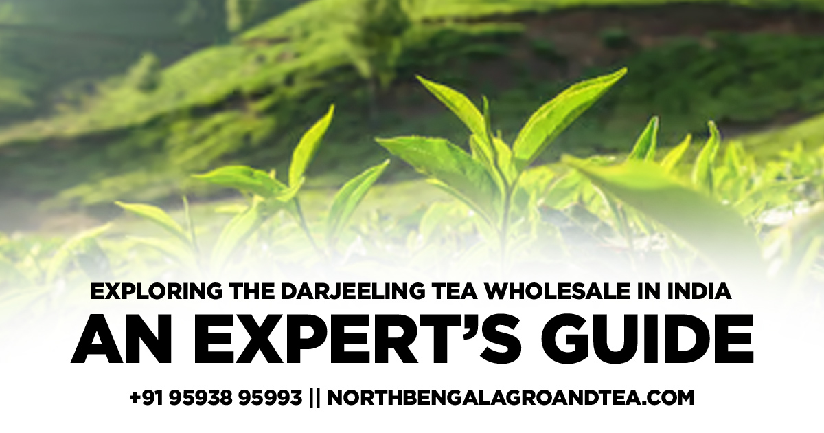 exploring-the-darjeeling-tea-wholesale-in-india