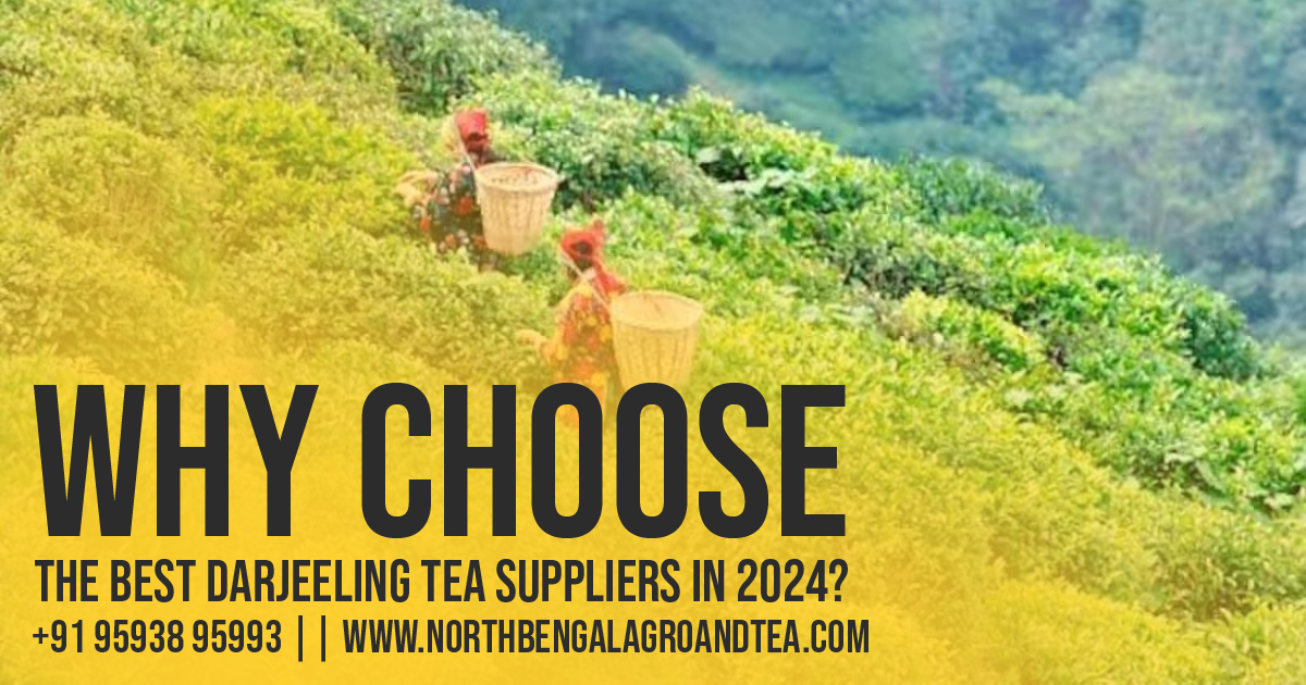 Best Darjeeling Tea Suppliers