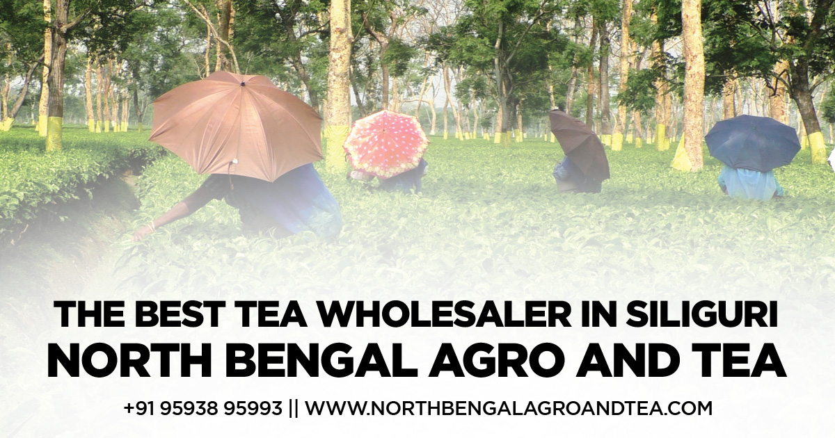 the-best-tea-wholesaler-in-siliguri